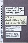 Etiketten zu Athous cachecticus (NHMW-ZOO-COL-0009003)